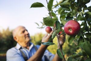 raccolta-mele-nel-frutteto