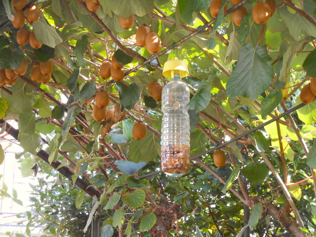 trappole-per-mosca-della-frutta-tap-trap