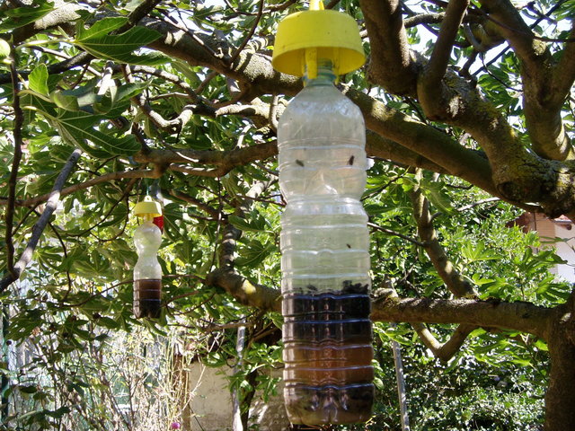 Pièges à Mouches Des Fruits Jaunes Autocollants - Lot De 10 - Forme Papillon - Pour Plantes D'intérieur Et Jardin - Écologique