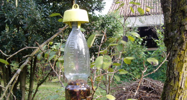 WASP TRAPS: WE MUST PLACE THEM IN SPRING