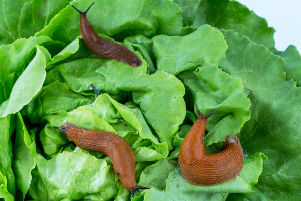 snails-and-slugs-eating-salad