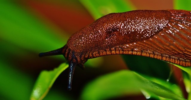 red-slug