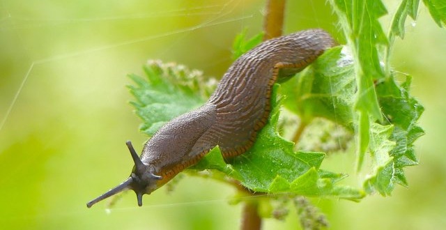 slug-in-vegetable-garden