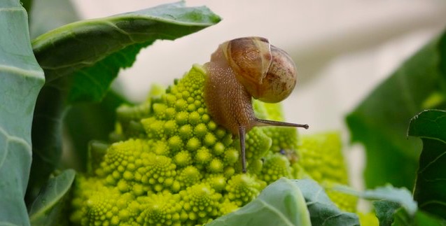 slug-on-cauliflower