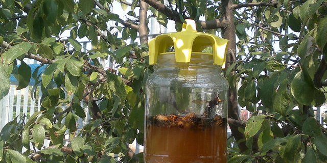 wasp trap vaso trap