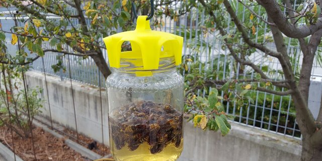 vaso trap for wasps