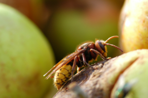 Achetez le piège écologique jaune Tap Trap® en ligne • AlPassoFood