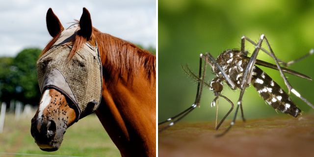 insectes nuisibles sur les animaux