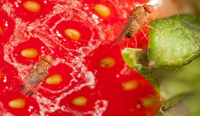 drosophila-suzukii-su-fragola