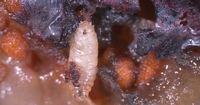 larva-di-drosophila-nella-frutta