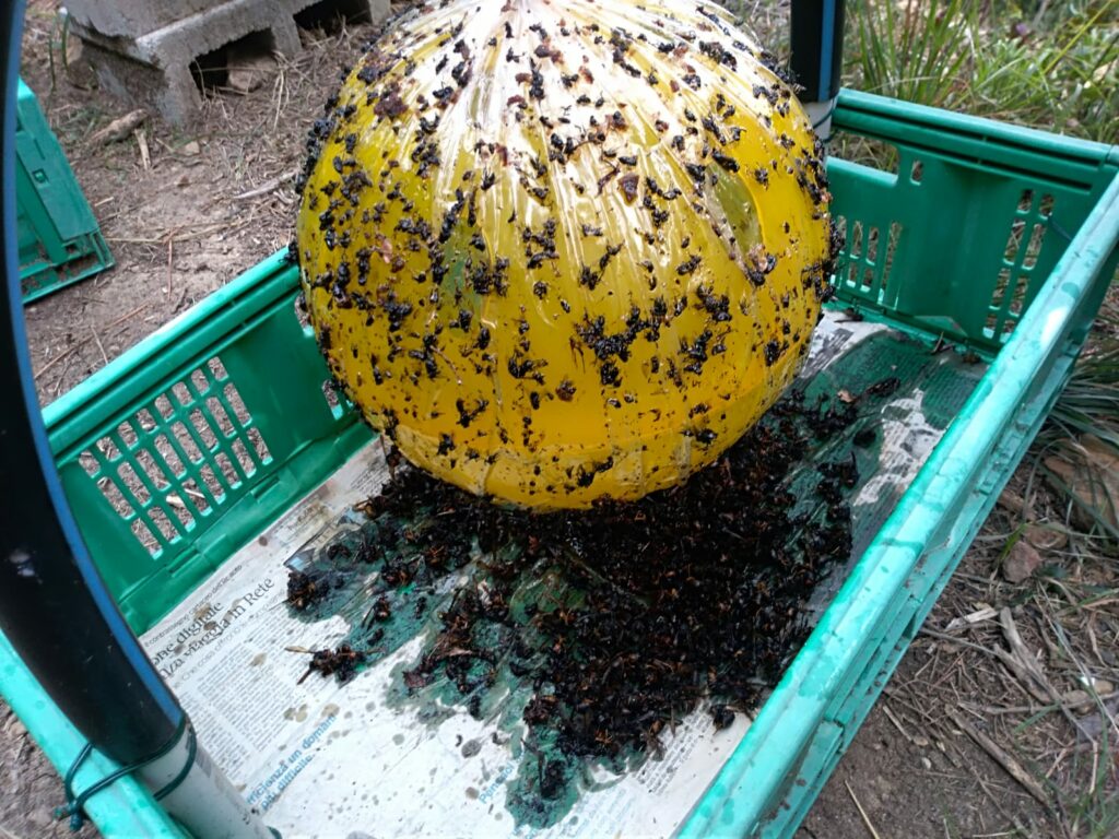 wasp-trap-in-apiary