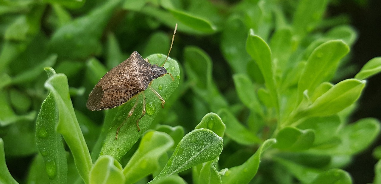 brown-marmorated-stink-bug