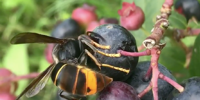 vespa-velutina-mange-fruit-mûr