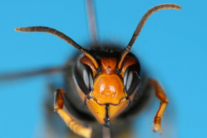 vespa velutina asian hornet