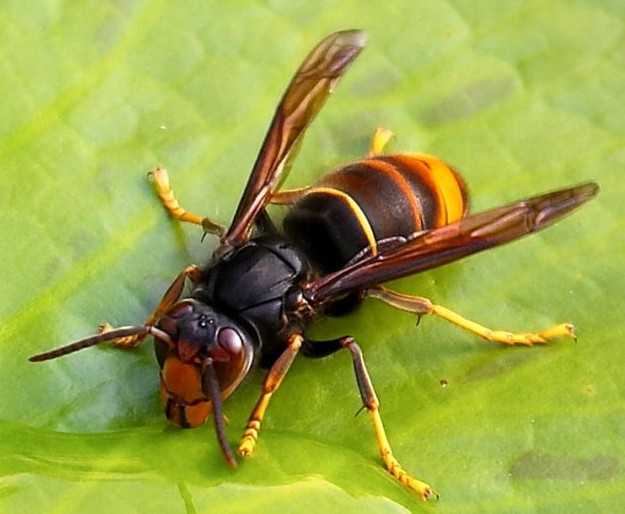 asian hornet