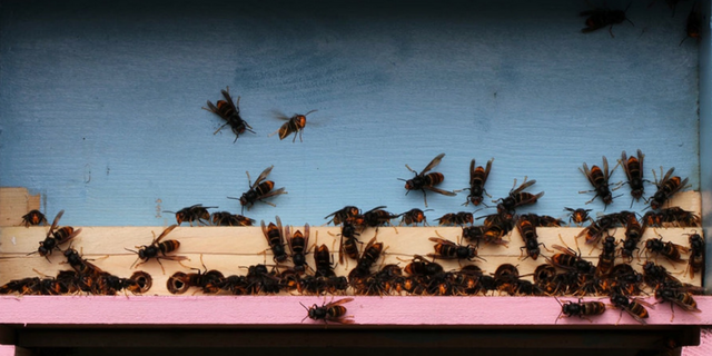 wasps besieging a hive