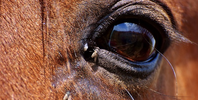 mosca-cavallina-occhio-cavallo