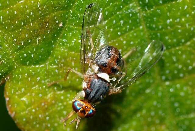 mouche-de-l'olivier