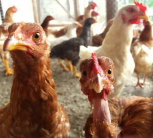 galline-in-pollaio-mosche-da-stalla