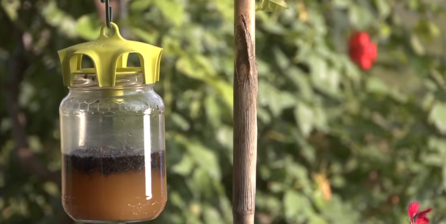 Adoptez le piège à mouches naturel de Jardin et Saisons !