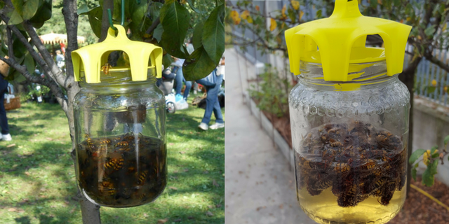 modèles-de-vaso-trap-avec-frelons-piégés