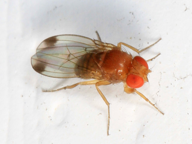 drosophila-suzukii-moscerino-della-frutta