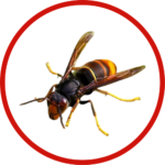 asian-hornet