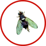 mosca-olivo-bactrocera-oleae