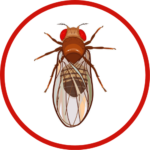 drosophila-fruit-fly