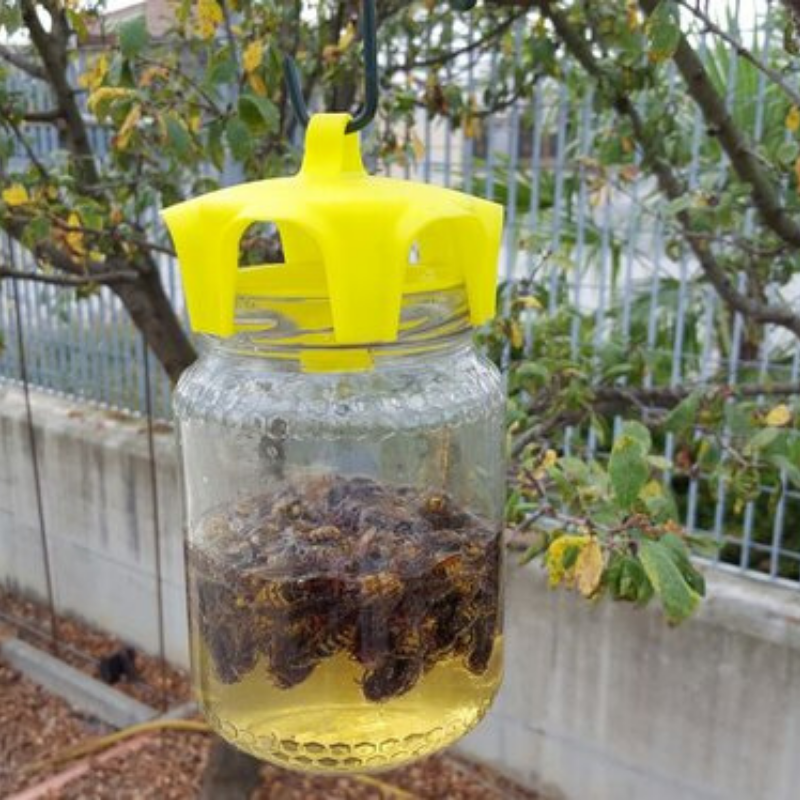 VASO TRAP