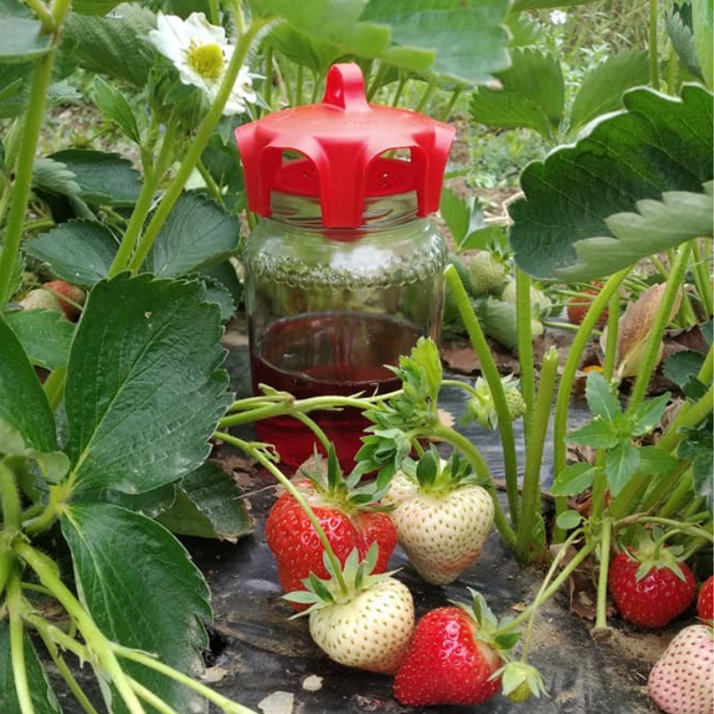 VASO TRAP ROSSO