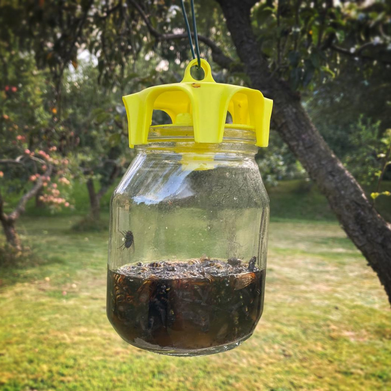 TRAPPOLE PER MOSCHE DELLA FRUTTA