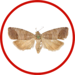 apple-moth-cydia-pomonella