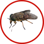 blowfly