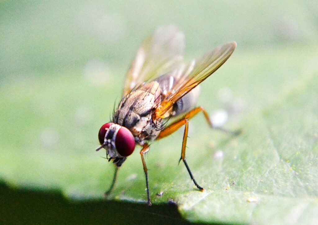 mouche de fruits