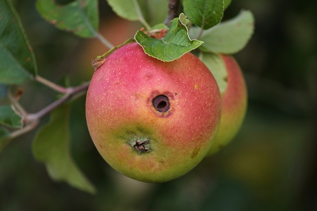 larve de carpocapsa sur les pommes