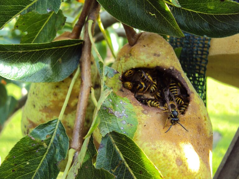 guêpes qui mangent la fruit