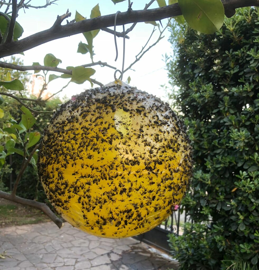 Trappola per mosche sfera trap