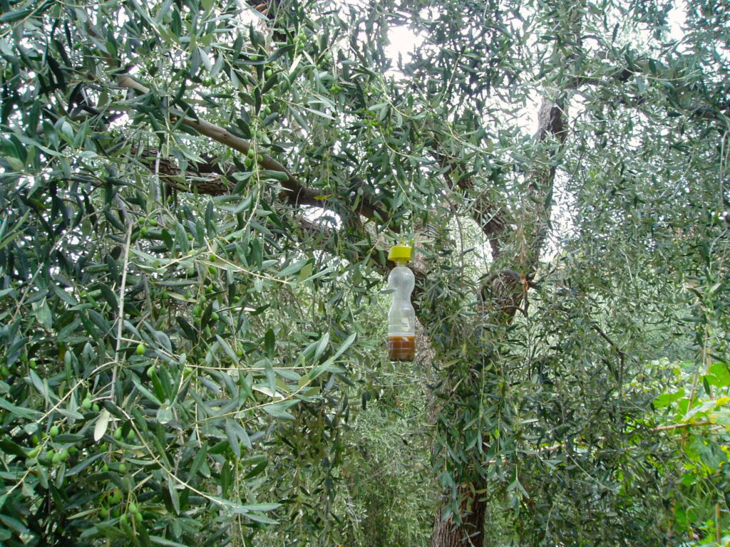 trappola per mosca olivo Tap Trap con esca di ammoniaca