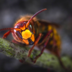 vespa crabro predatori delle api