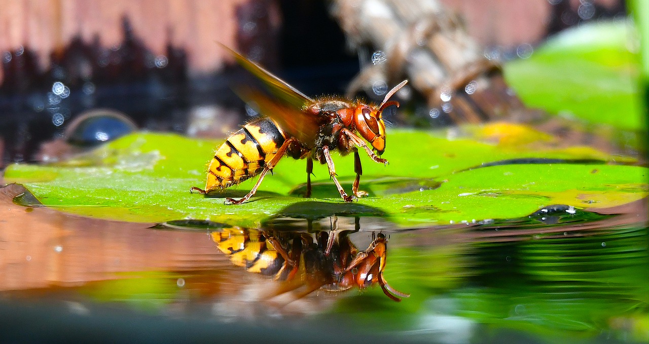 Vespa Crabro