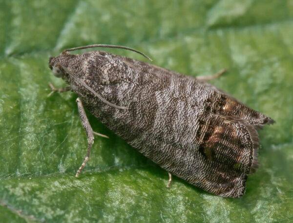 Codling moth | Tap Trap