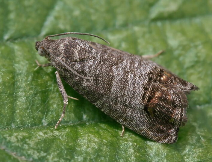 carpocapsa - cydia pomonella