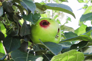 an apple damaged by codling moth