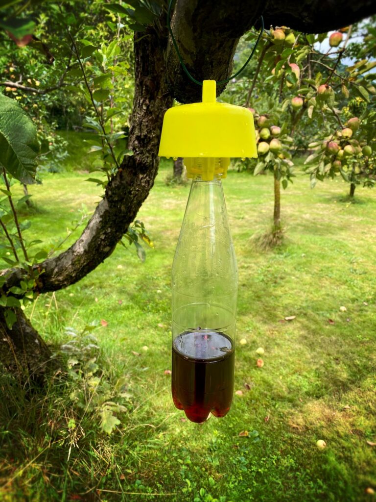 How to Make a Gypsy Moth Trap Using a Plastic Bottle 