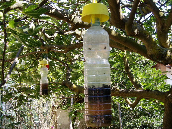 trappola per mosca della frutta tap trap