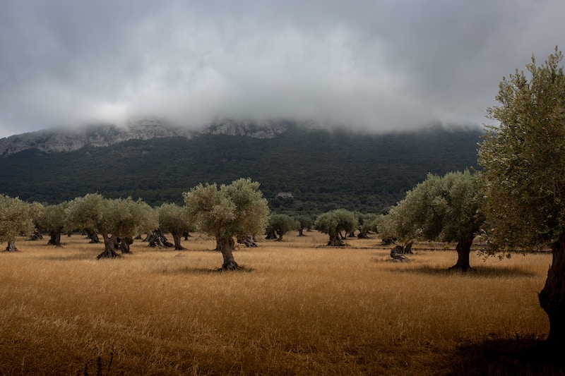 olive-punte-dalla-mosca-olivo