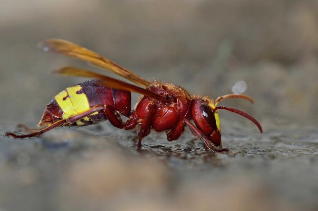 Vespa Orientalis